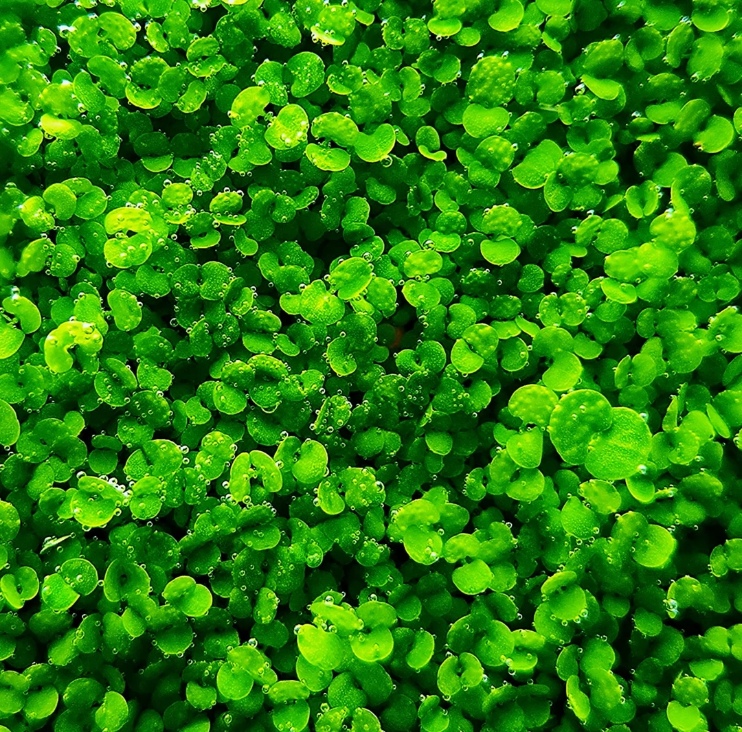 水草种子水草缸生态鱼缸微景观水培植物生态鱼缸家用客厅