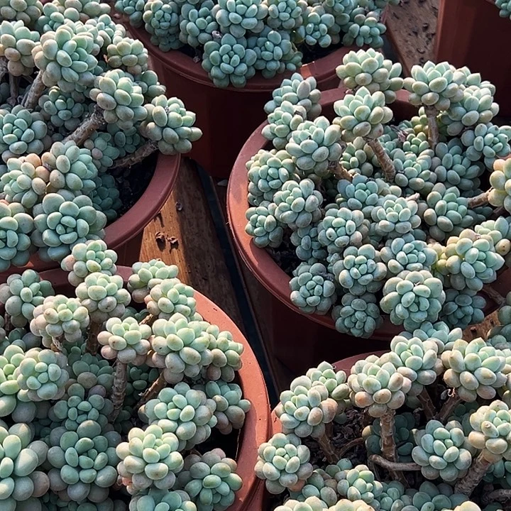 大盆          洛可可