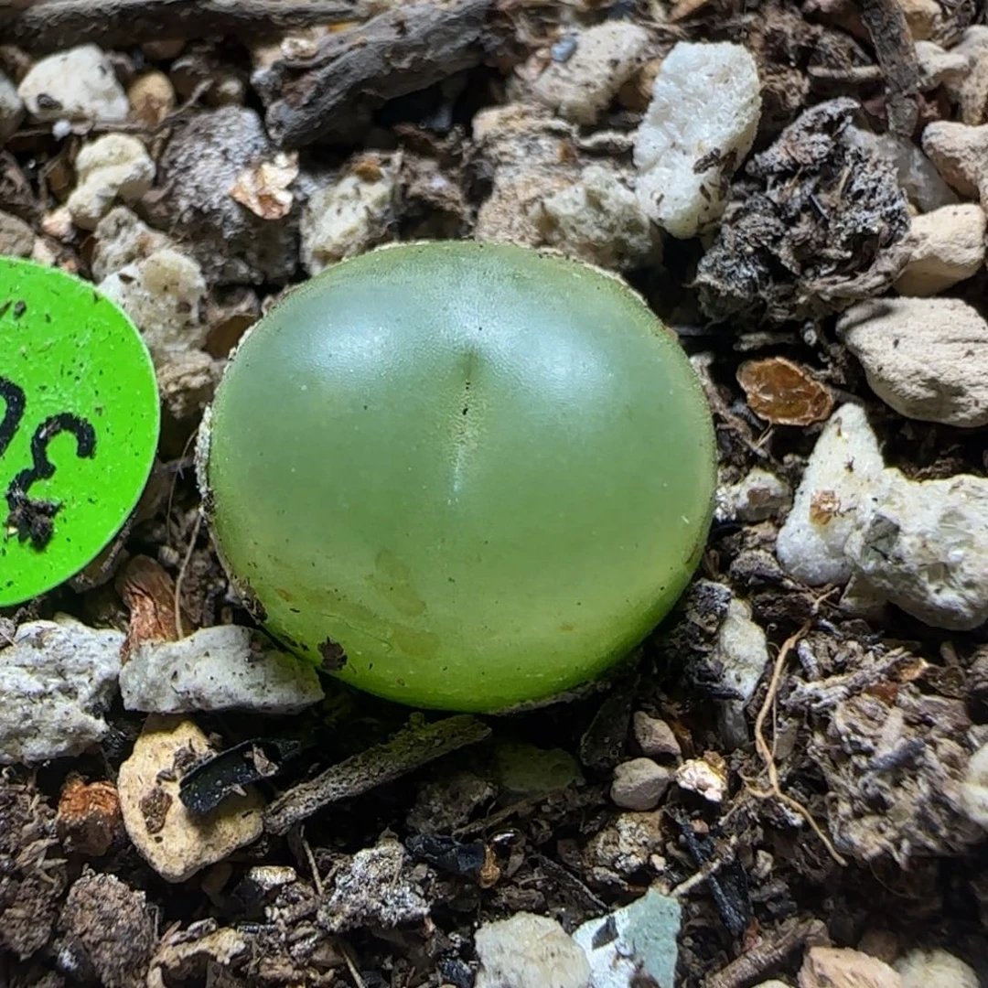 拉登1.3+多肉植物307