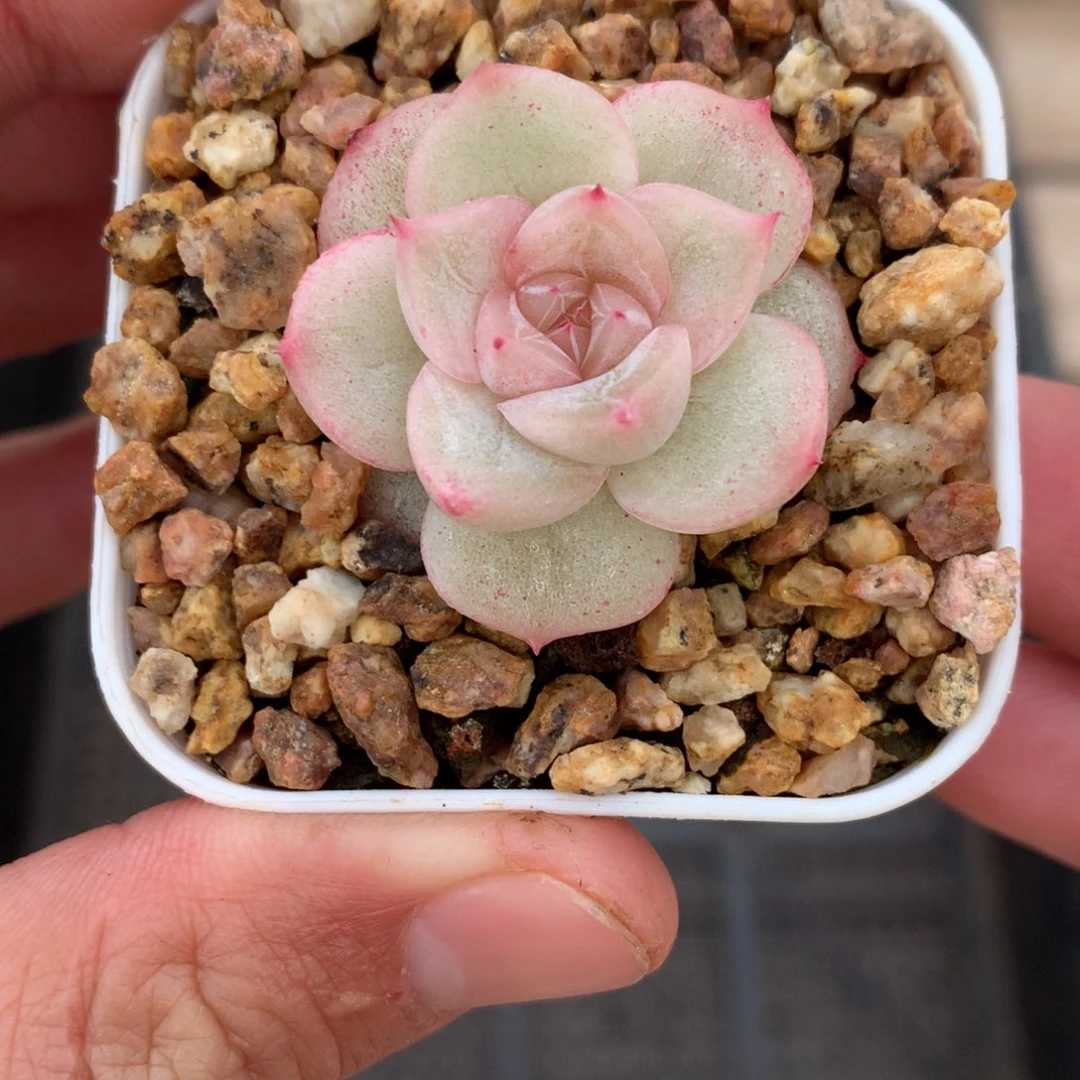 粉白体珍妮。    爱情。 1号