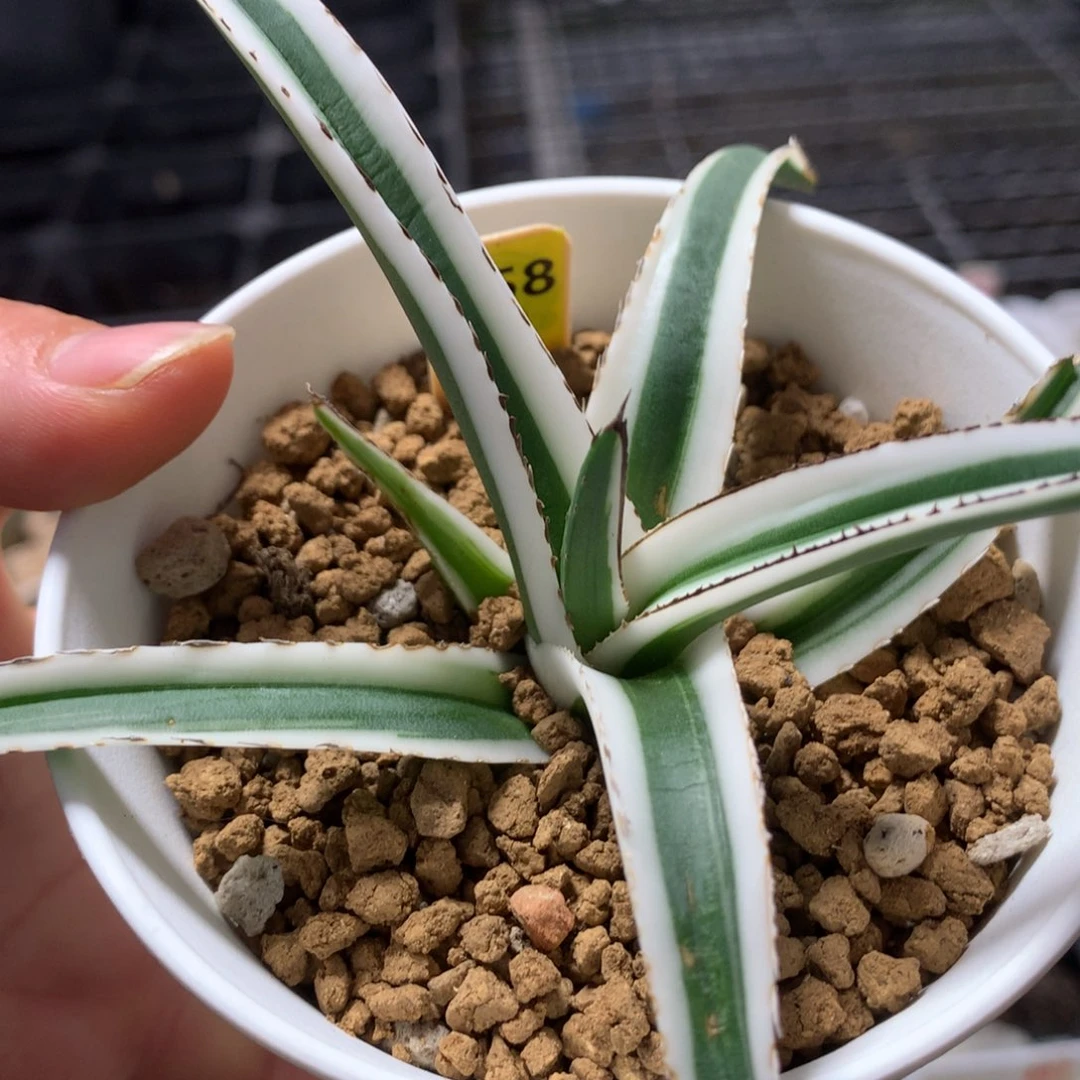 558冰山脱土发货十二卷