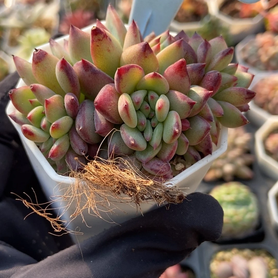 6051拉糖多肉植物保护