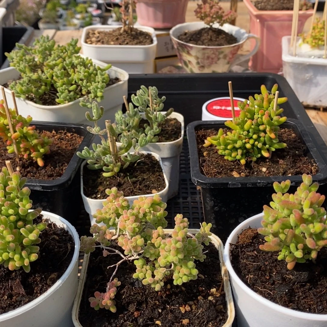 枝干番杏多肉植物310