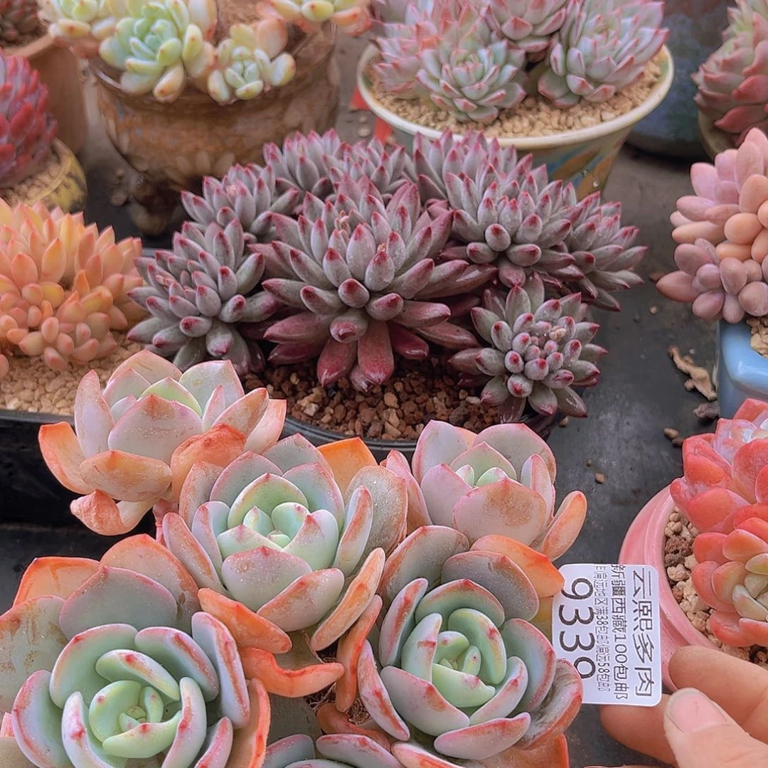 9339白月光多肉植物