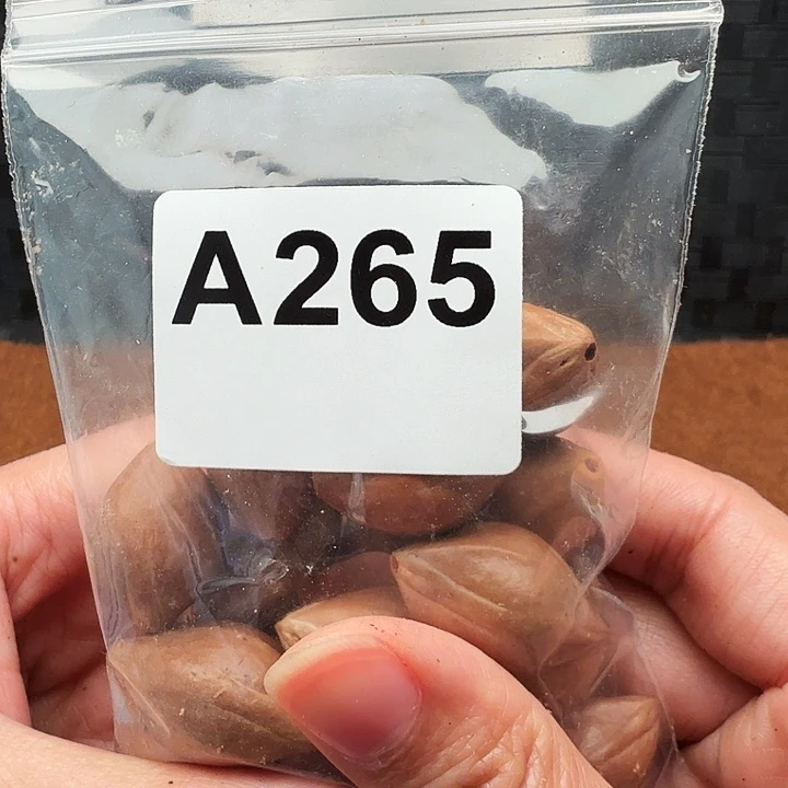 ****葵手串/手链橄榄核橄榄