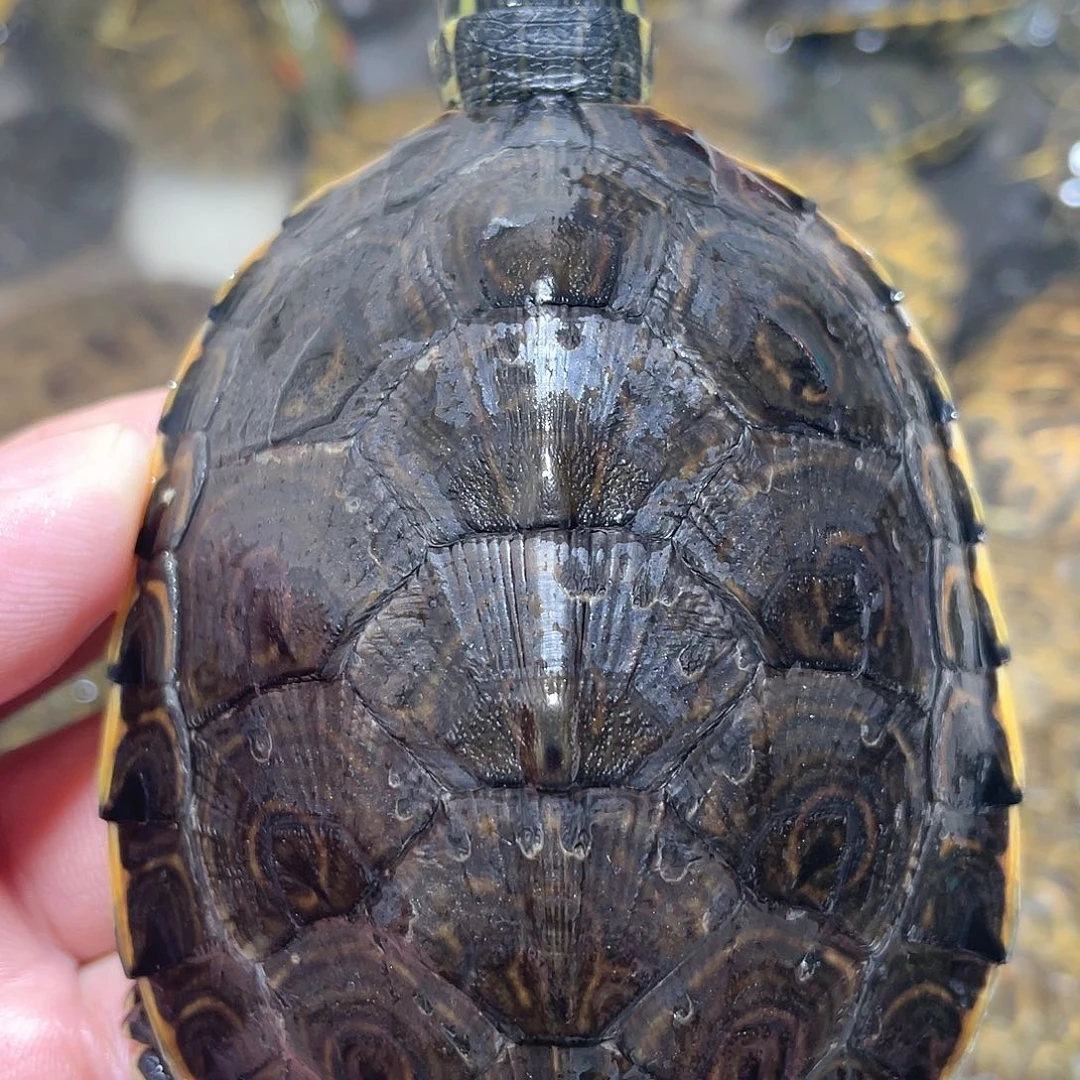 宠物龟不分公母8.2