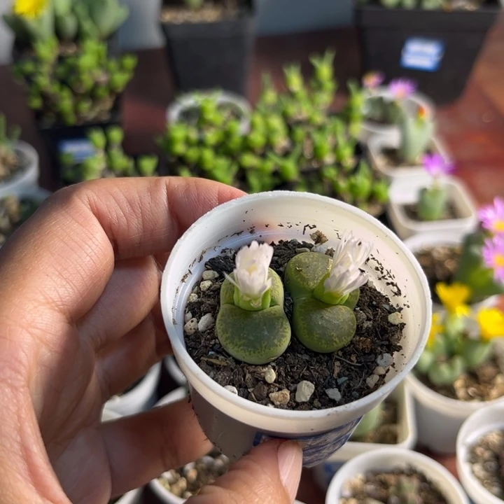 020 绿勋多肉植物