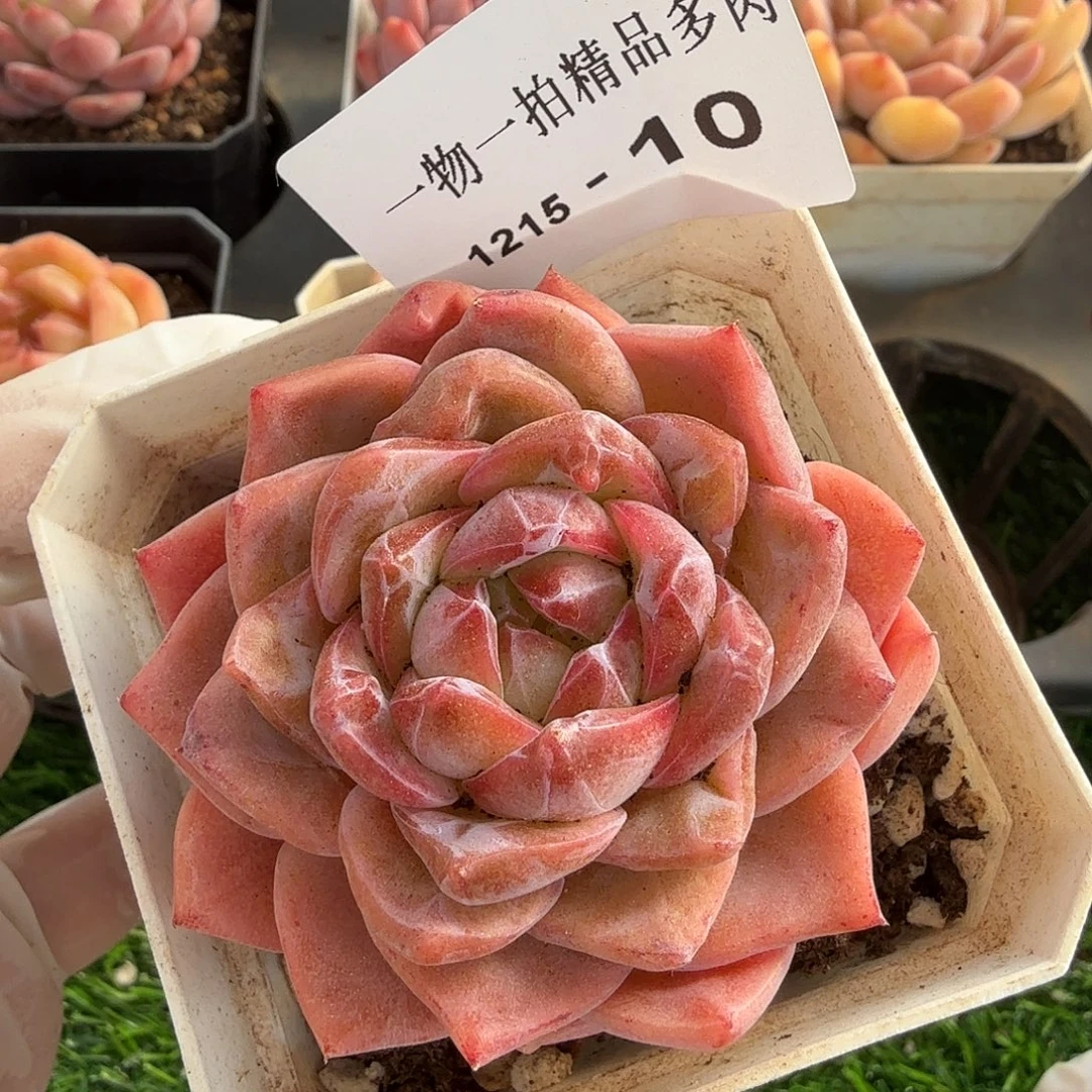 1215-10多肉一物一拍