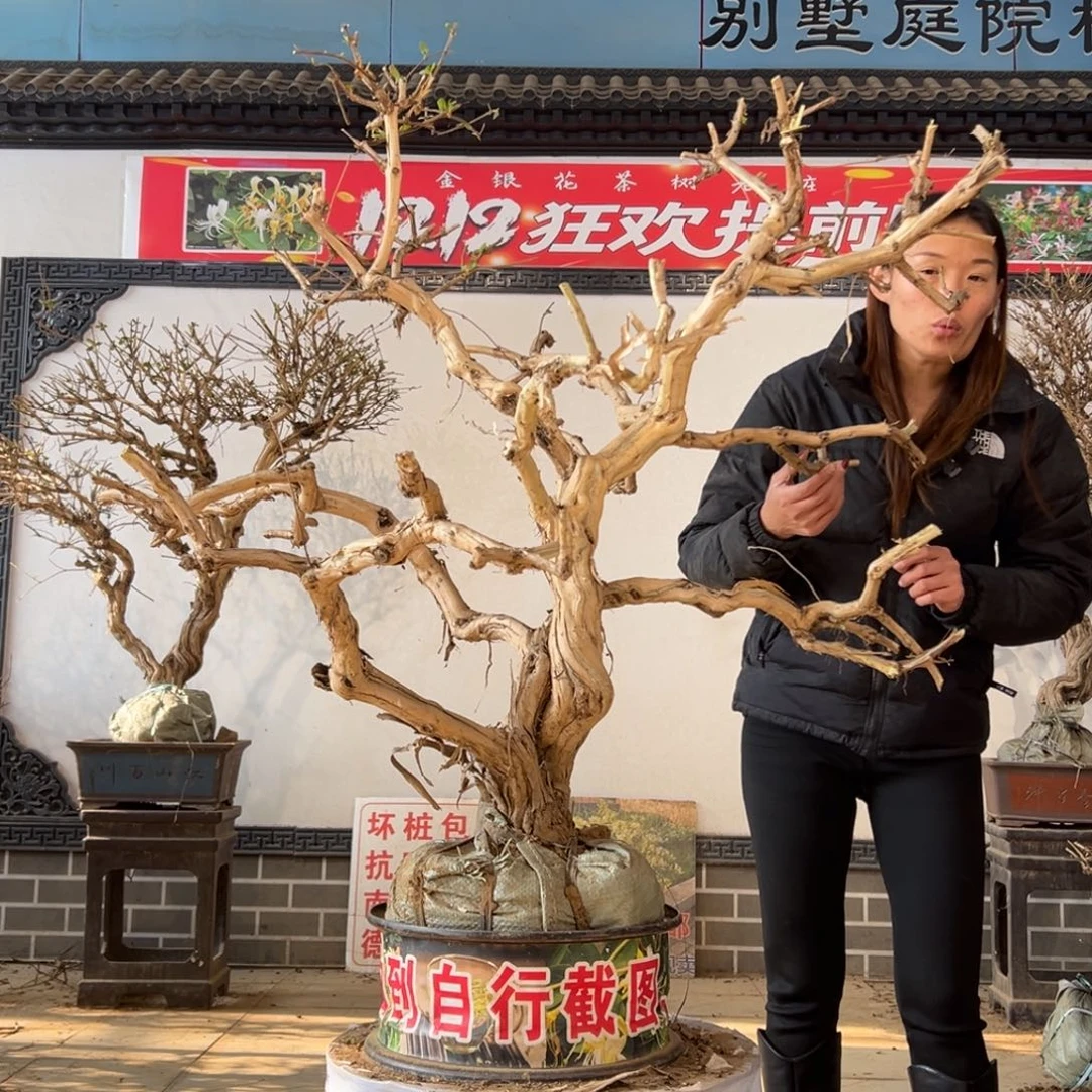 无花朵金银花1555888888888888