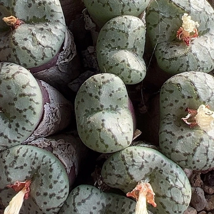 413号猴脸安贞zyyyxyzwxxx