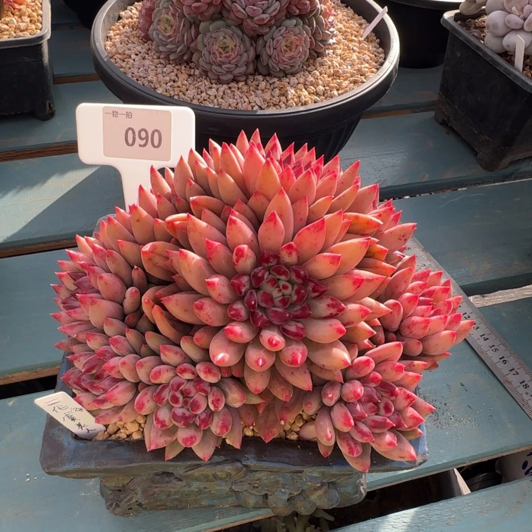 解忧一物一拍090号