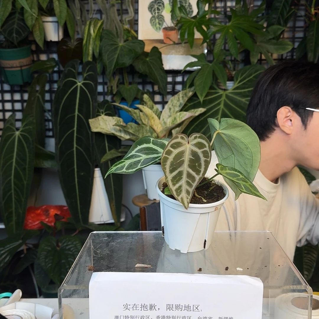 完全开放I192skg银杂撕裂纹