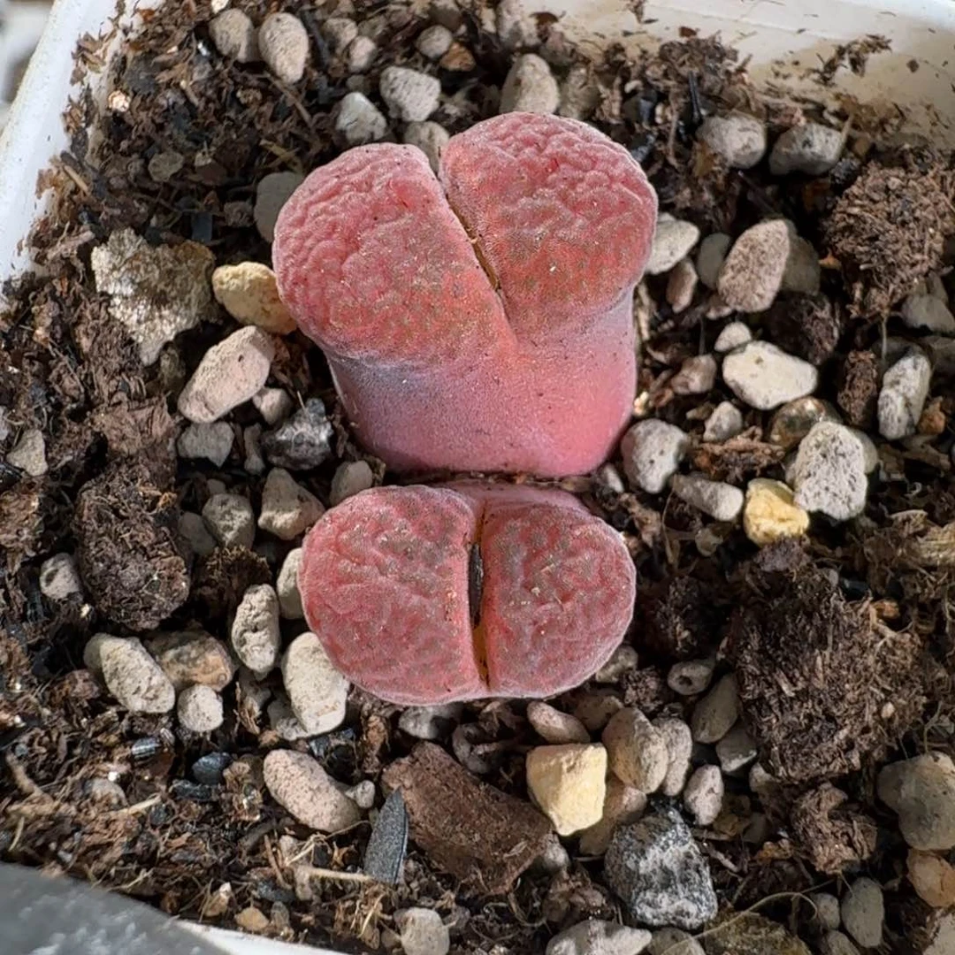 M***况桃喜花园0625-114风铃