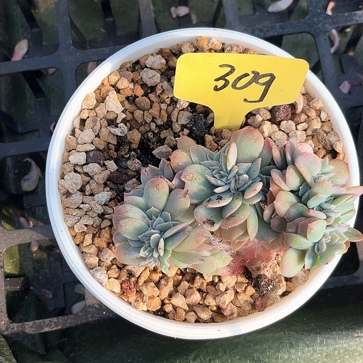 白凤啜化309号码牌子