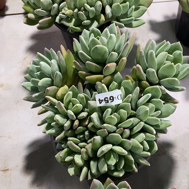 棉***娘654海洋之星多肉植物
