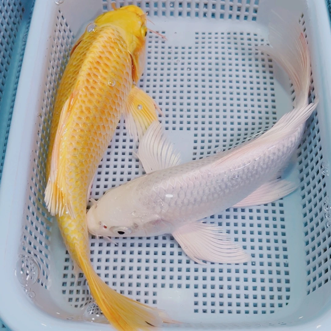 锦鲤锦鲤冷水鱼观赏