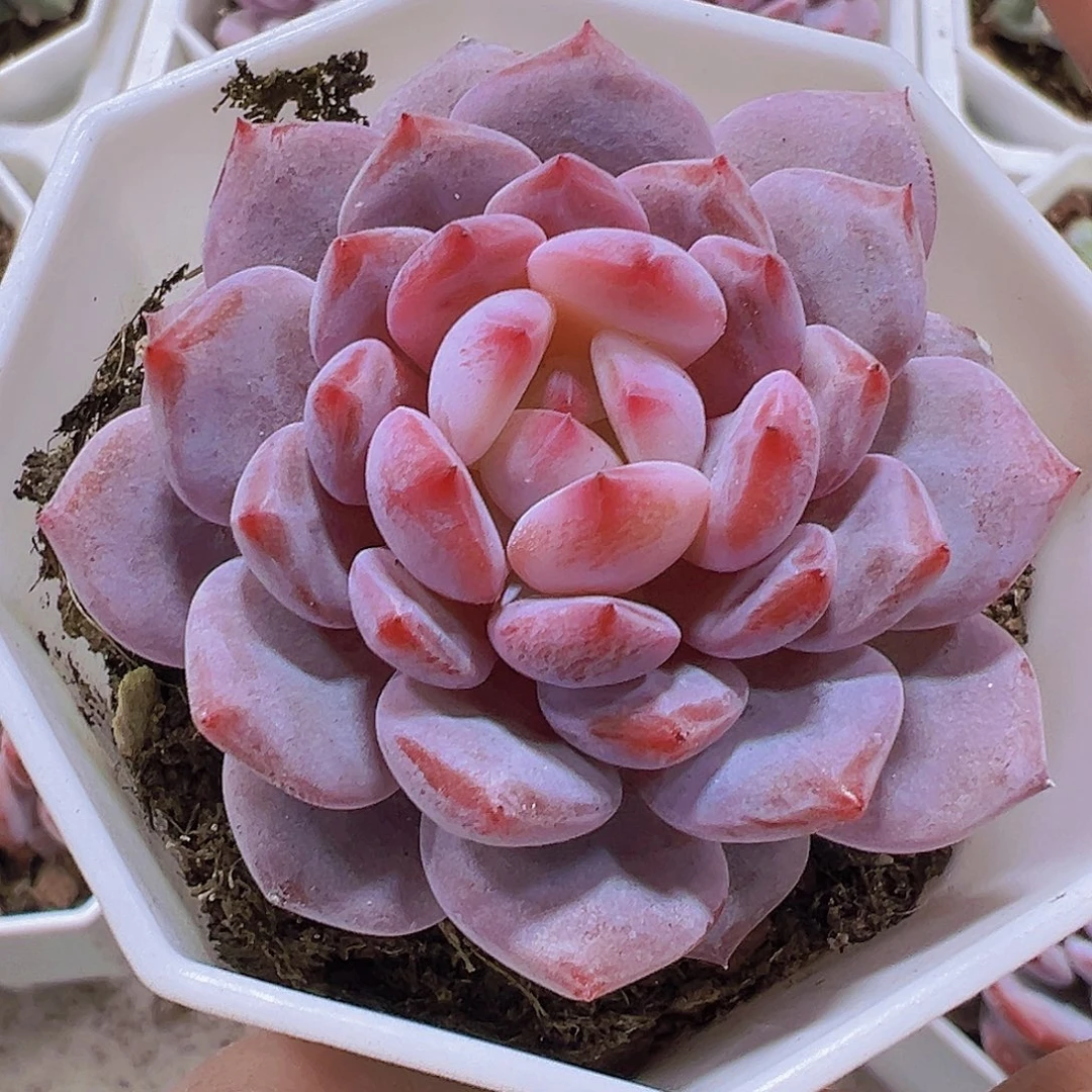 小精品星星橙单头19包油