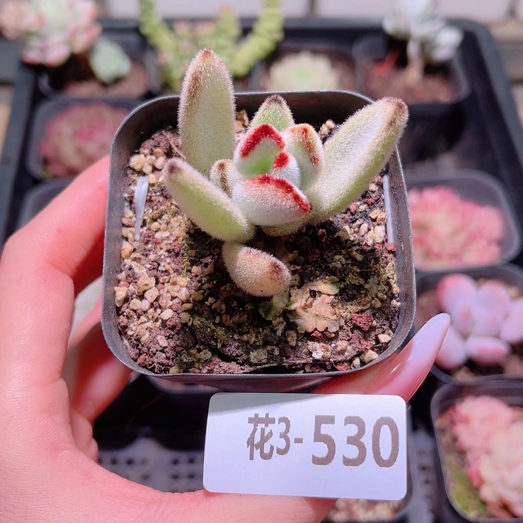 花利美3-530月兔耳