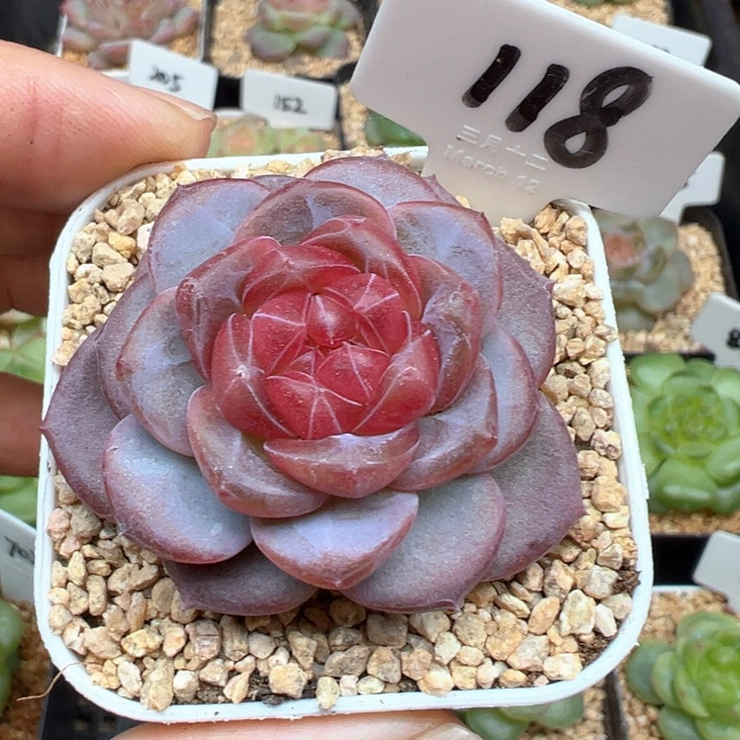 118号天使珍妮 晗雨多肉