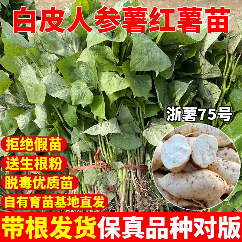 【白皮牛奶人参薯苗】地瓜秧苗板栗薯苗番薯苗原种脱毒红薯秧苗