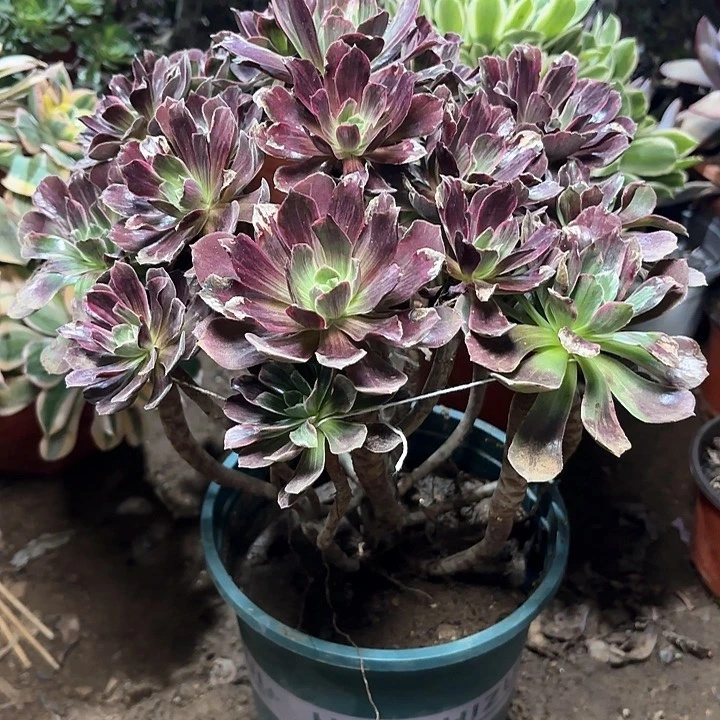 多肉植物赤霞飞拉丝97