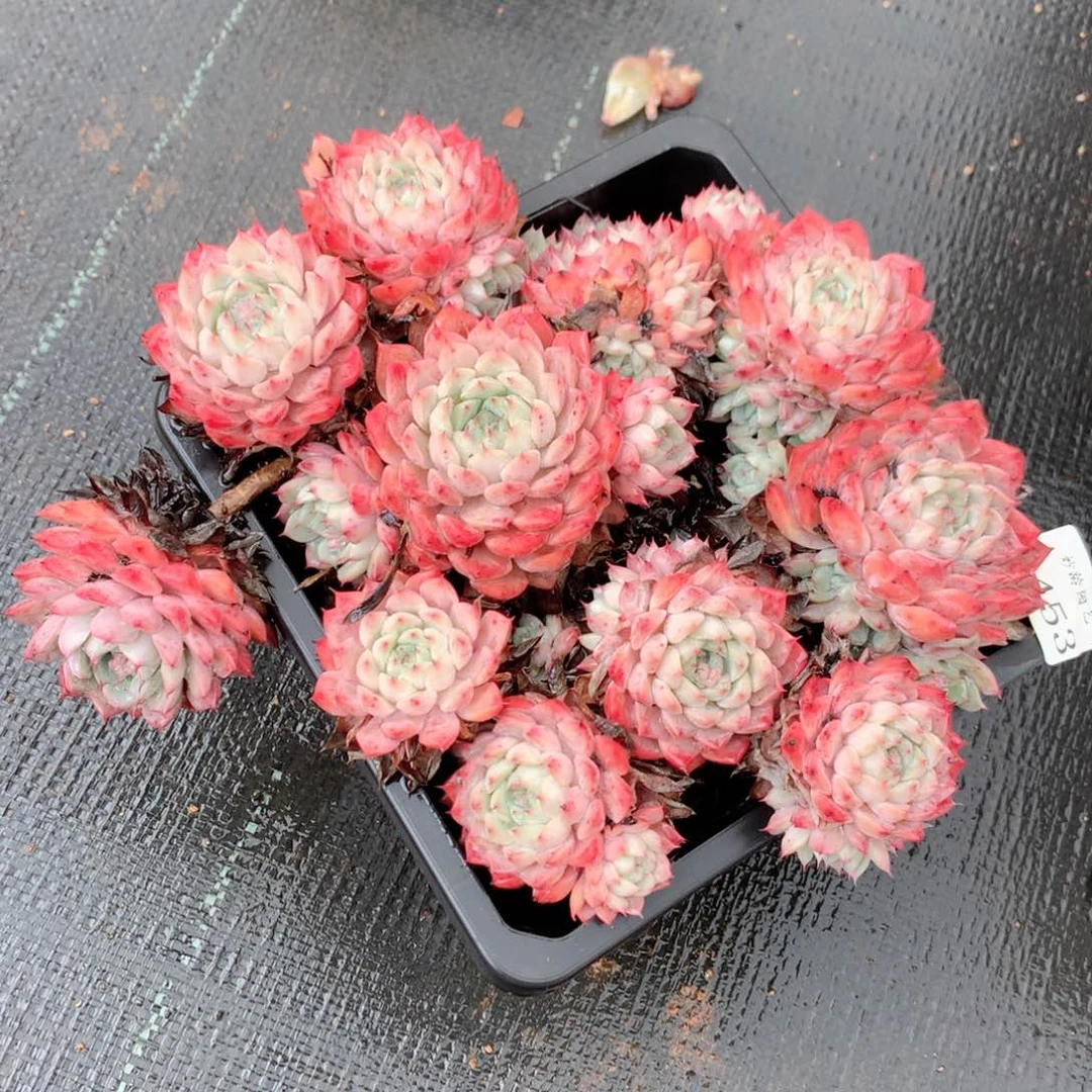 9453不包整散掉头特价处理