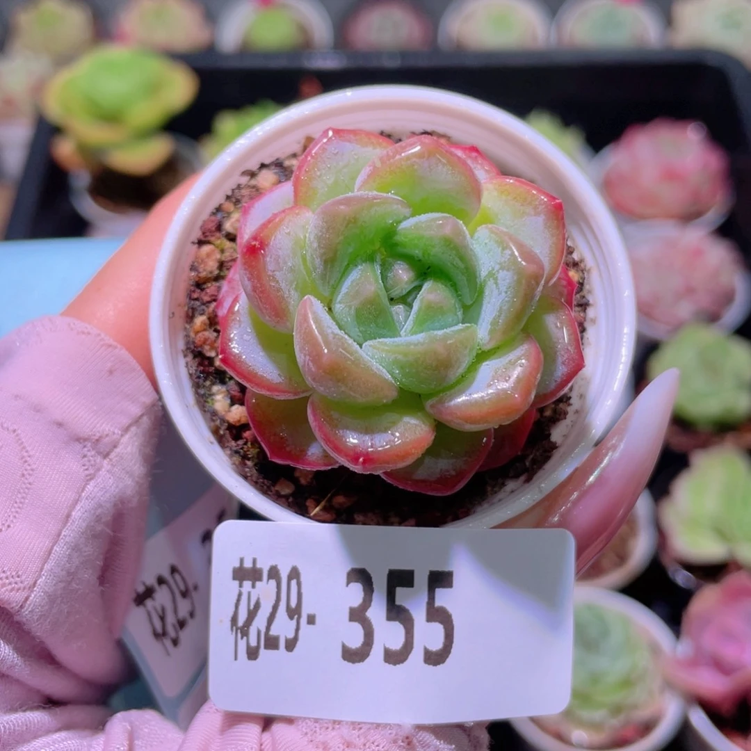 花利美29-355新品