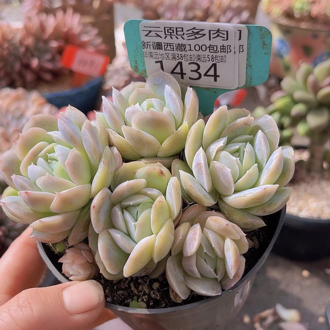 1434贝壳西娜多肉植物