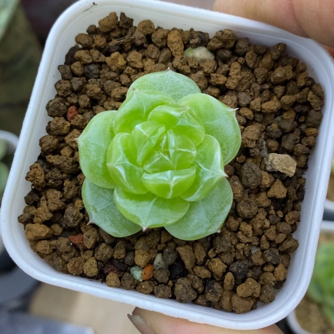 精品多肉一物一拍不包整43