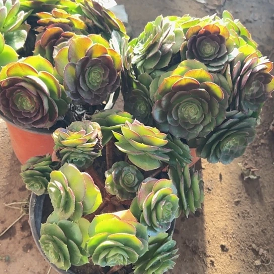 红***多肉植物三个沙拉碗