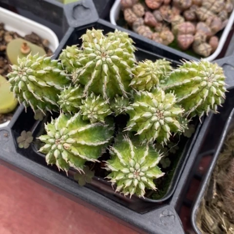 丰收大戟7仙人球