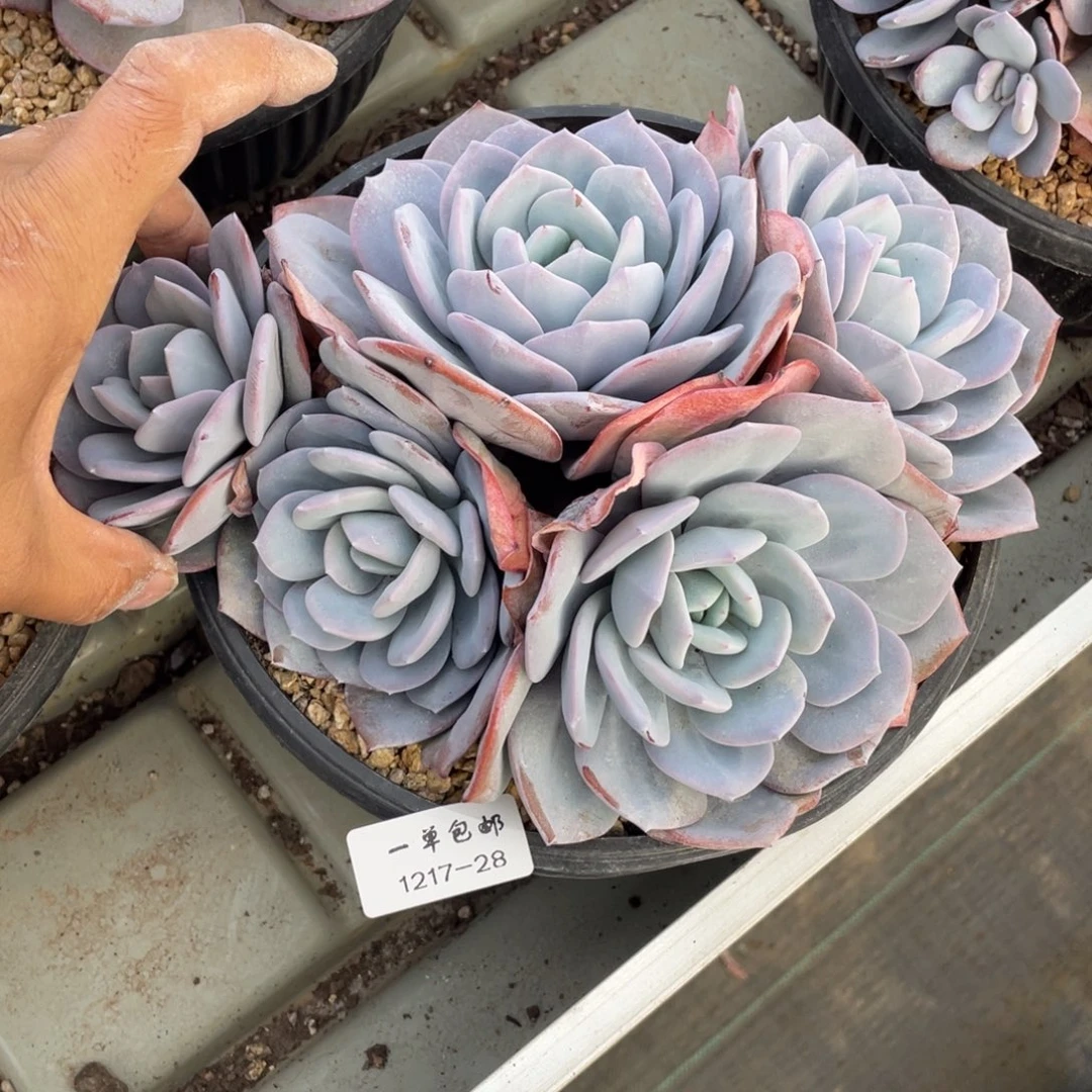 ****儿1217-28-奶茶，，，，