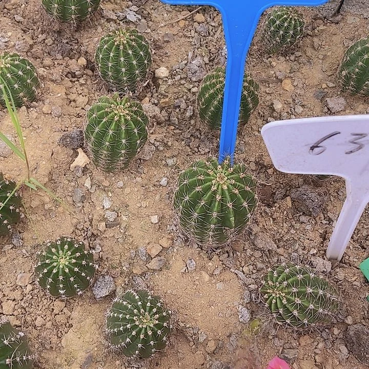 一***深仙人掌彩草- 113摘花脱土发货