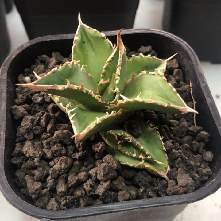 白豪次仁王冠龙舌兰