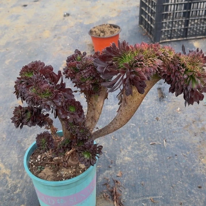 法师特克特特特特特233