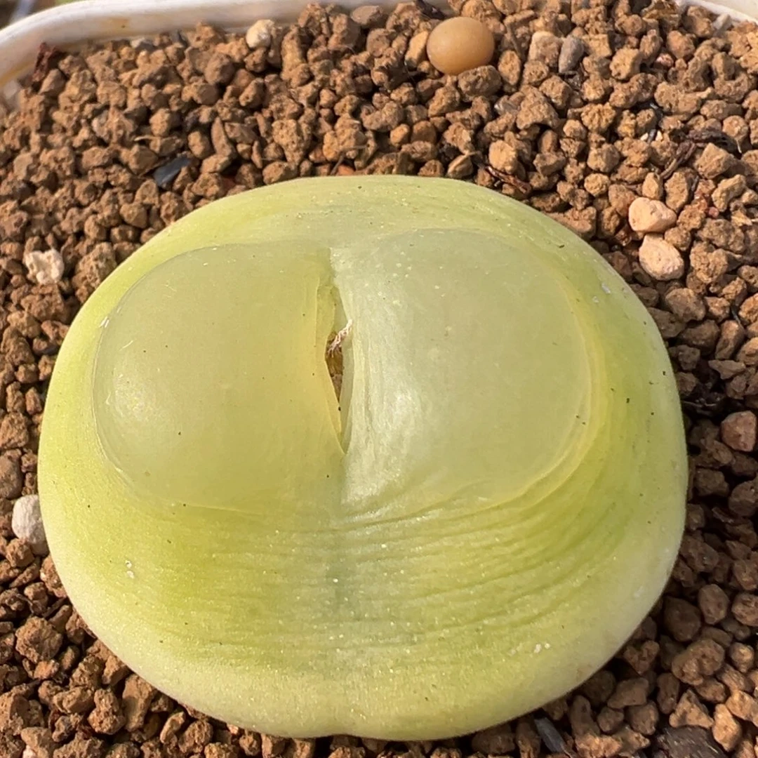 老***米33多肉植物百科植物