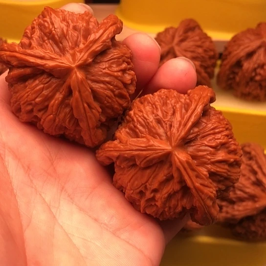 华***仔核桃核桃核桃核桃核桃客套