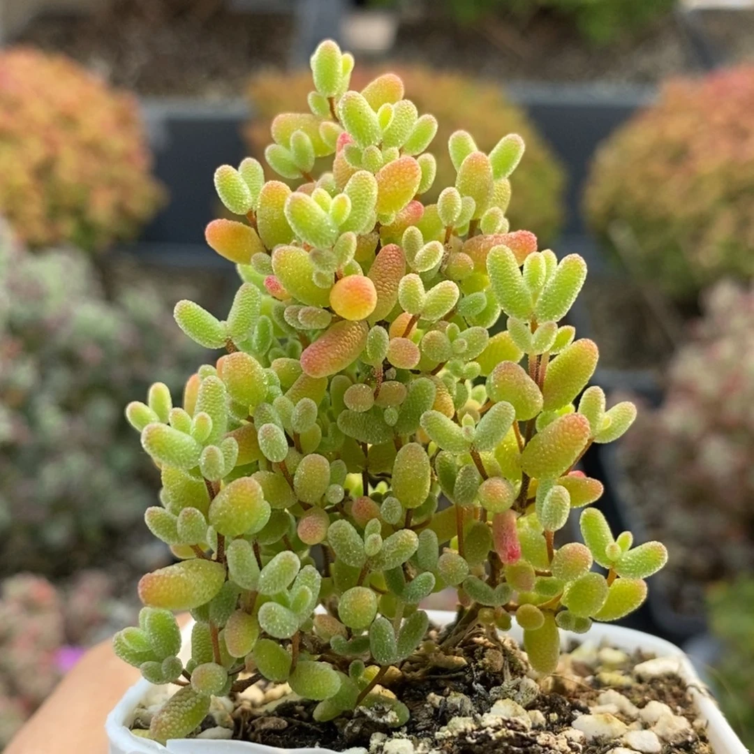 蜜橘糖球6242枝干番杏