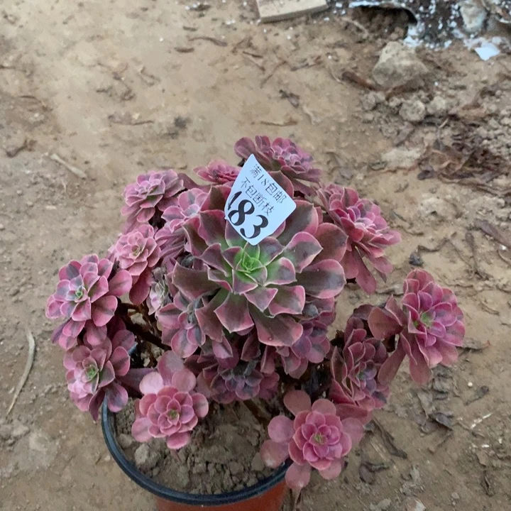 483美杜莎手捧不太圆4
