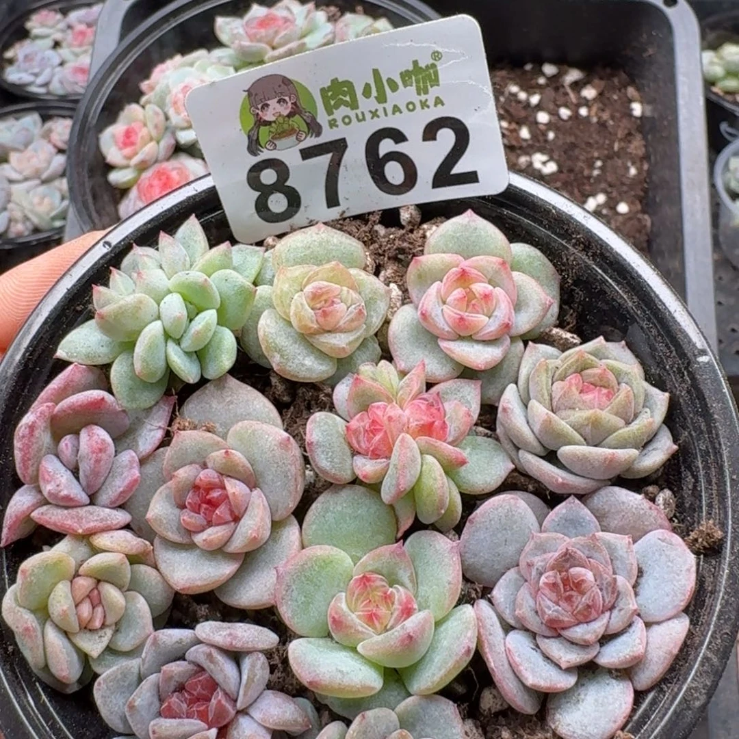 多肉植物多肉植物