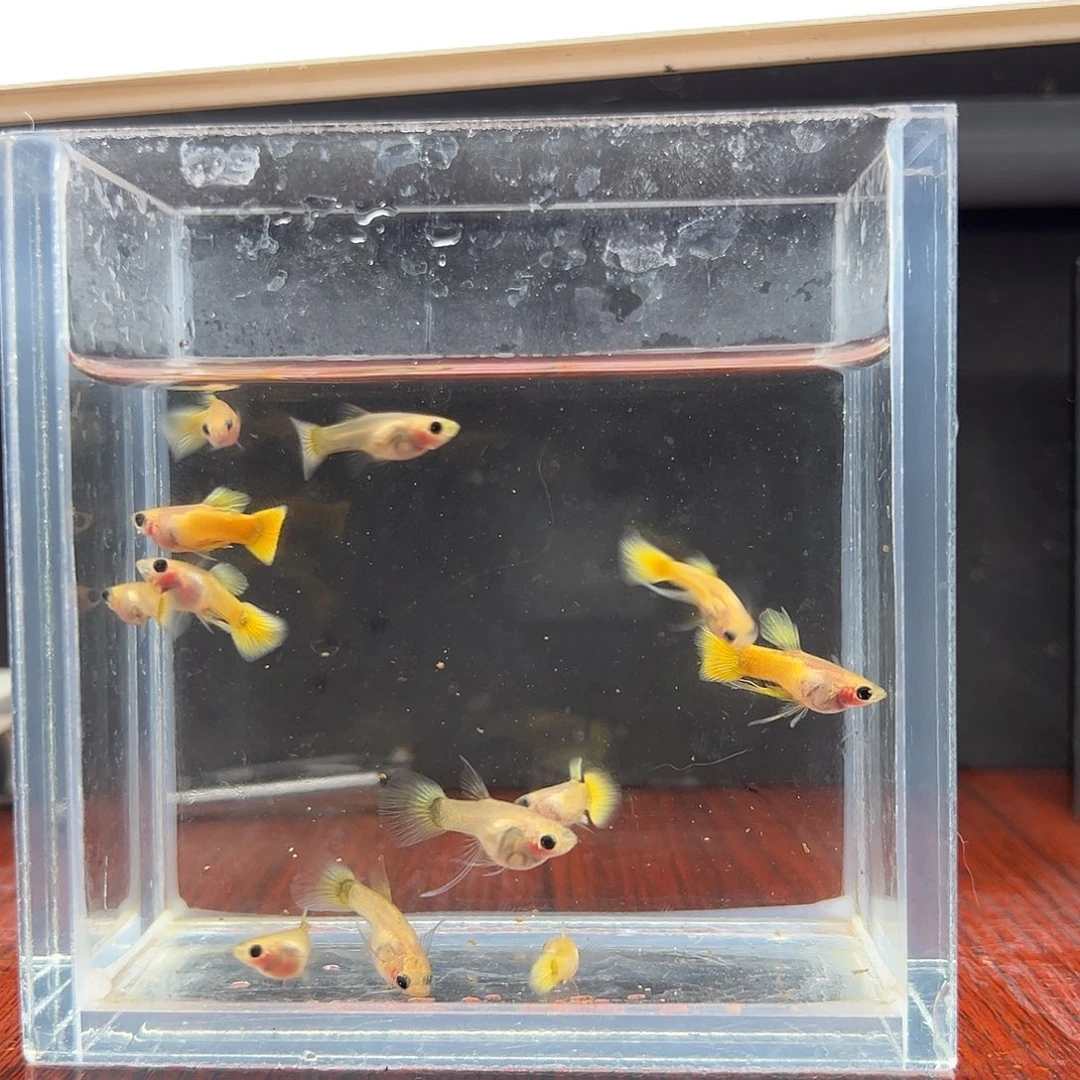 孔雀鱼黄金玻璃猫12条