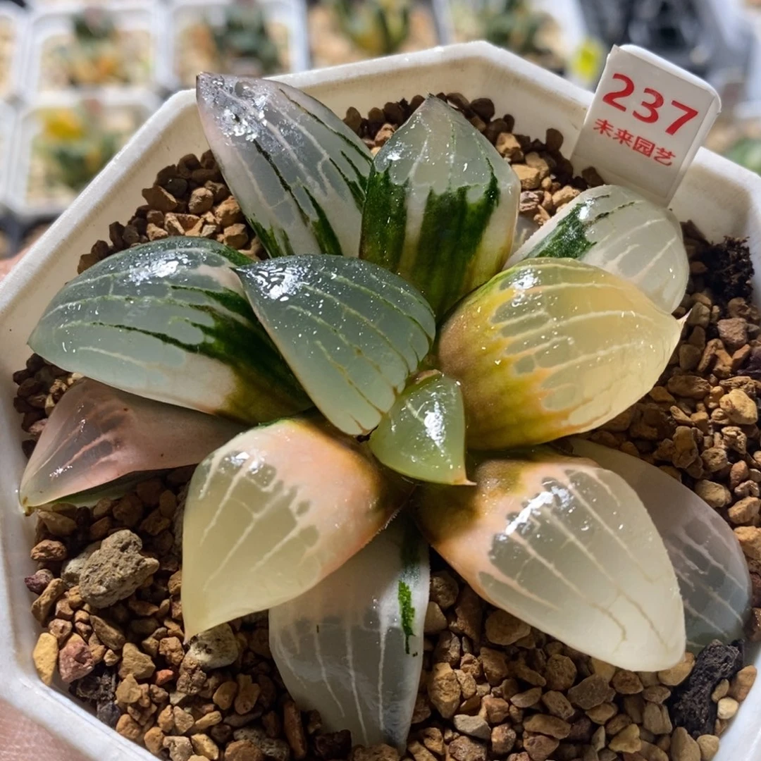 237阿房宫十二卷多肉植物