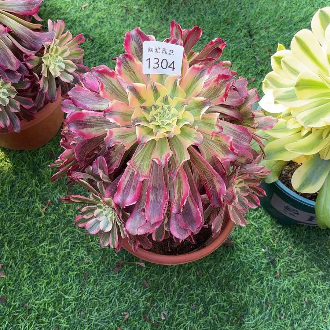 清*多肉法师波斯1304