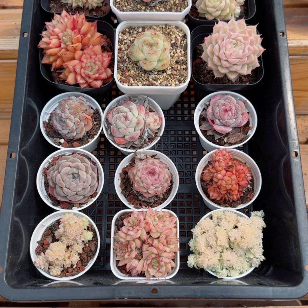 框拍框拍0304-111