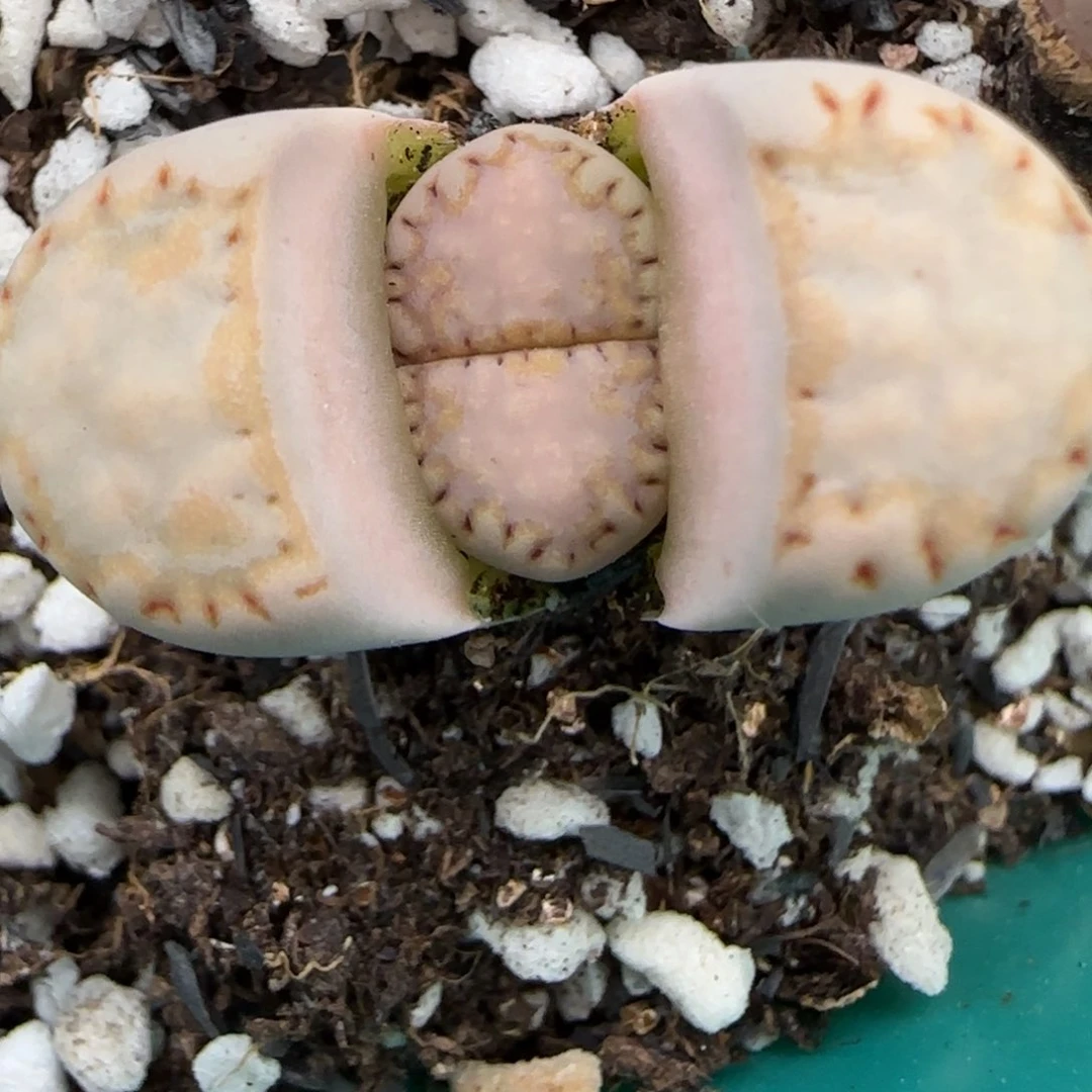 2.11。215饼干。5042