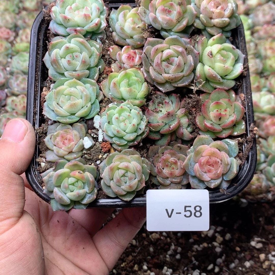 无花朵V58英语英语