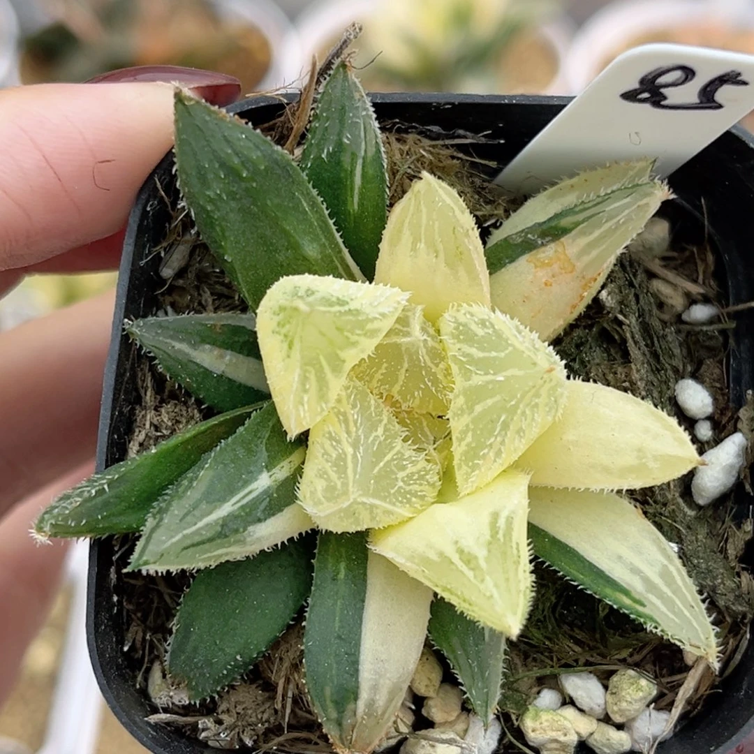 85巨大化绘卷锦福利专场