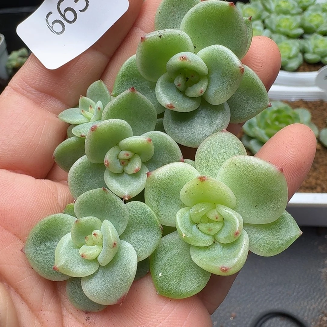一物一拍一组905-663