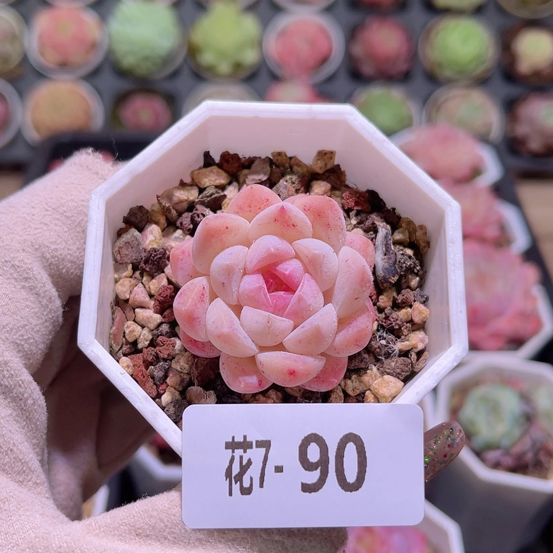 花利美7-90明月心