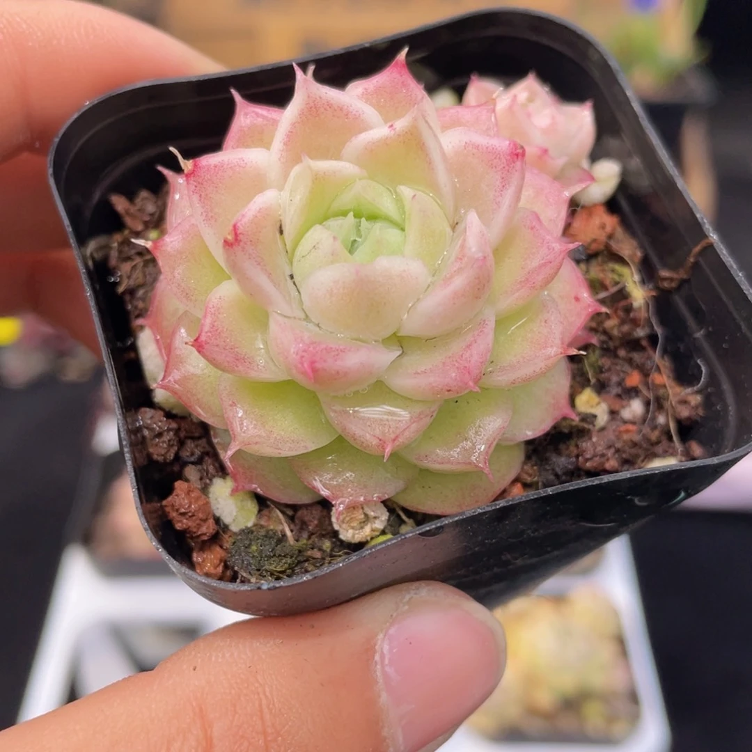 潘多拉女王多肉9.9包邮发货